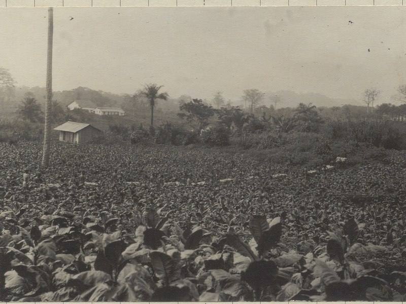 Historic photograph of a tobacco field in Cameroon