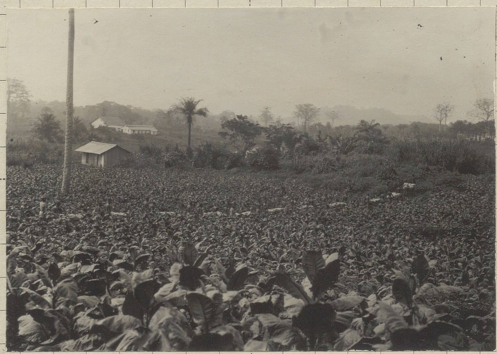 Historic photograph of a tobacco field in Cameroon