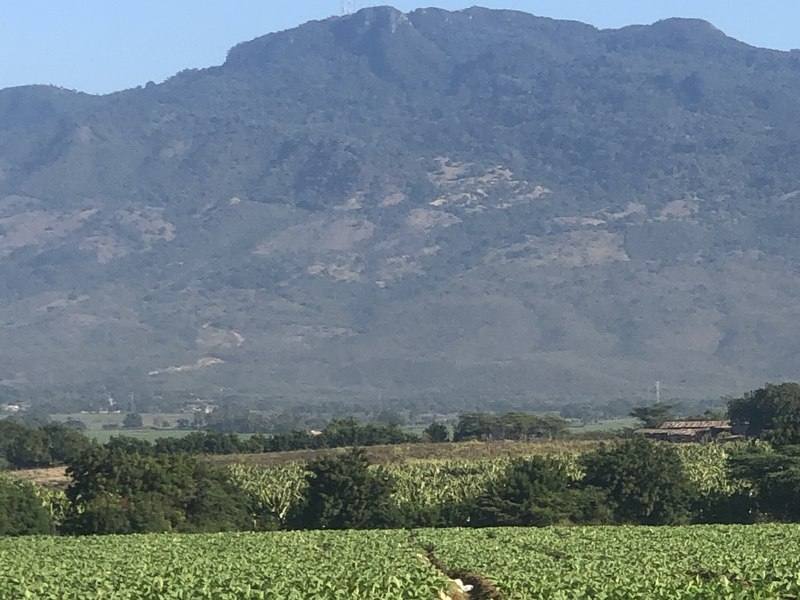 Young tobacco plants in a field in the Dominican Republic