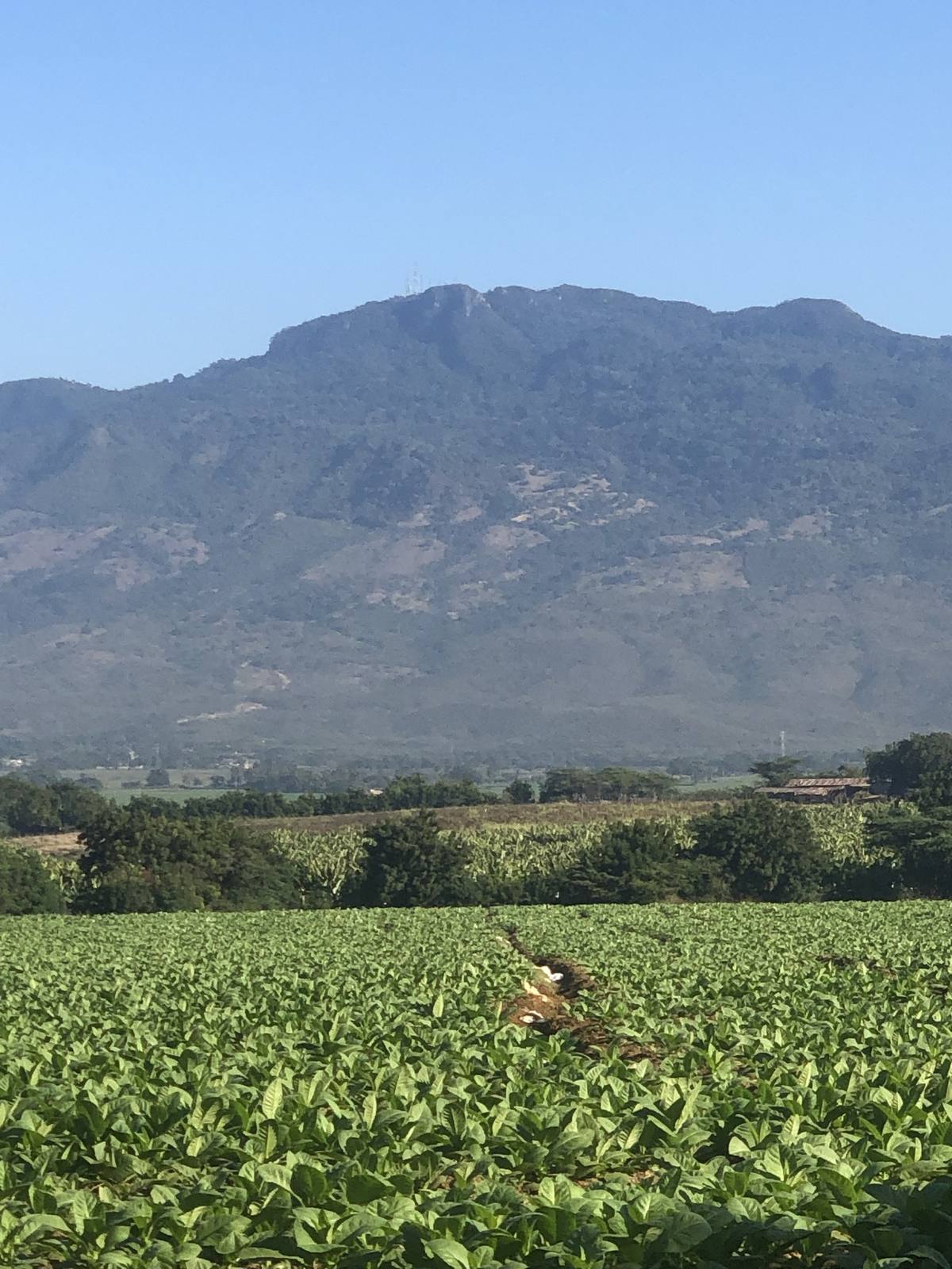 Young tobacco plants in a field in the Dominican Republic
