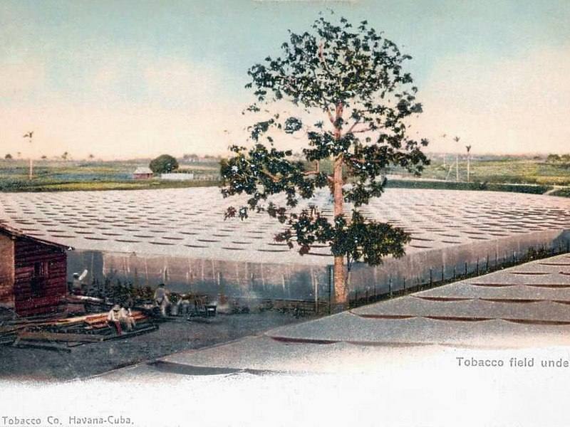 Hand-colored postcard of a tobacco field under shade cloth