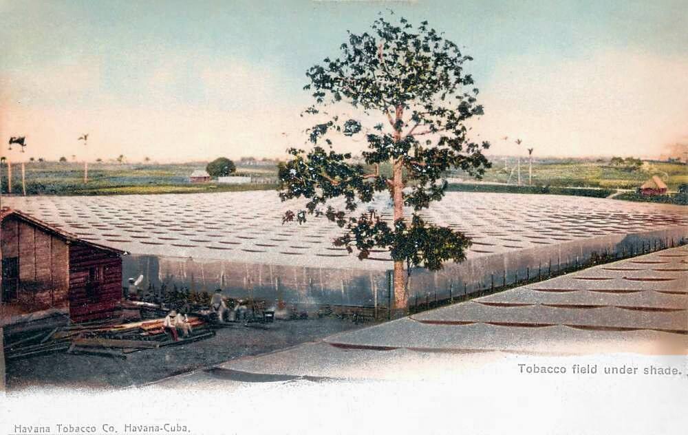 Hand-colored postcard of a tobacco field under shade cloth