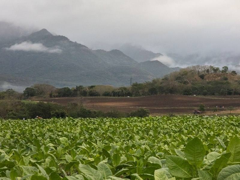 Lush tobacco fields beneath misty mountains near Esteli, Nicaragua