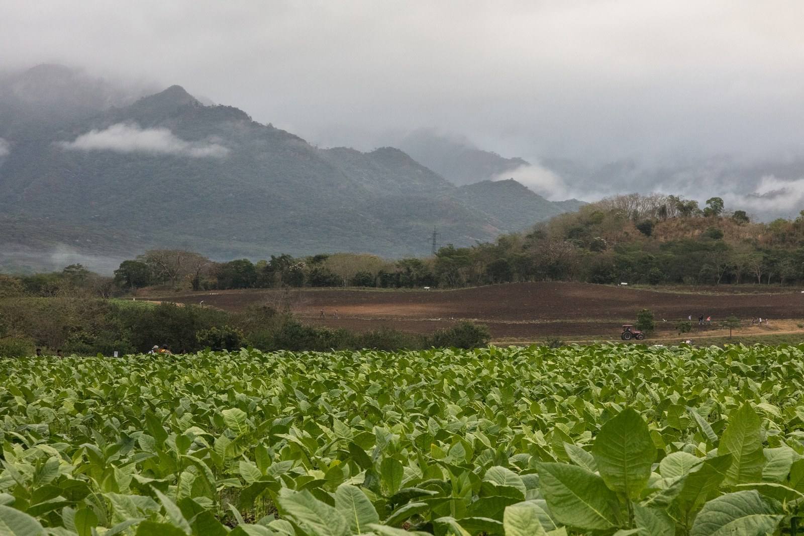 Lush tobacco fields beneath misty mountains near Esteli, Nicaragua