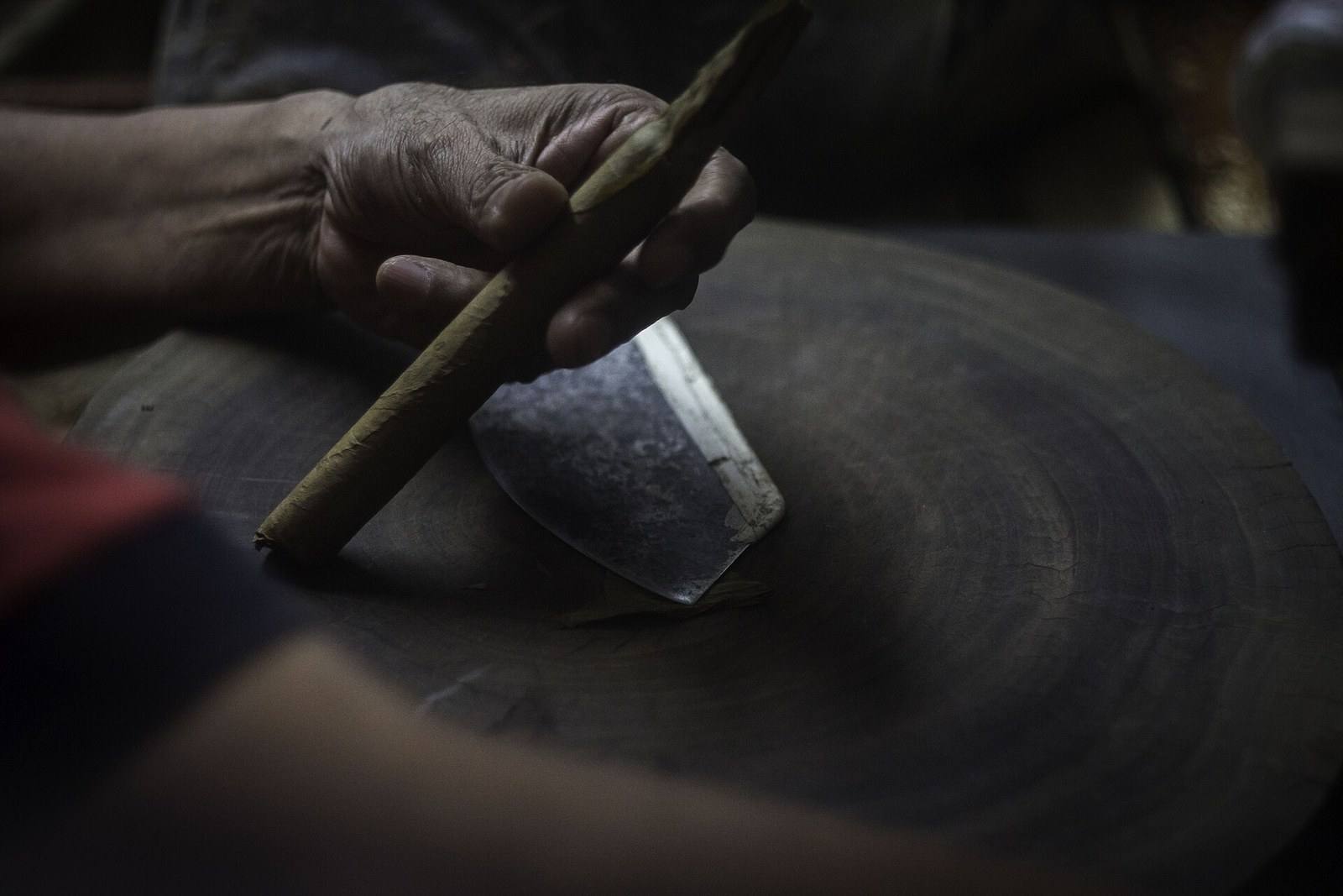 A torcedor's hand holding a freshly rolled, unlit cigar