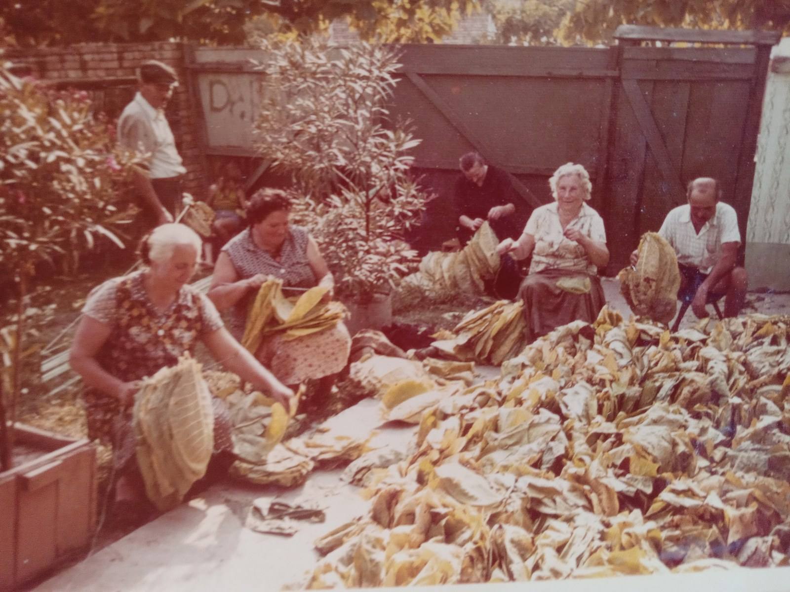 Workers stringing harvested tobacco leaves