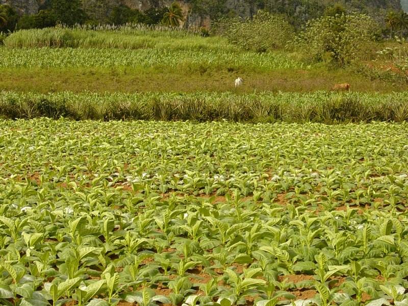 Tobacco field with limestone mogotes in the Vinales Valley, Pinar del Rio, Cuba