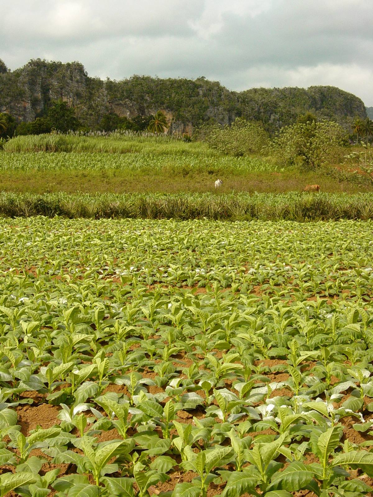 Tobacco field with limestone mogotes in the Vinales Valley, Pinar del Rio, Cuba