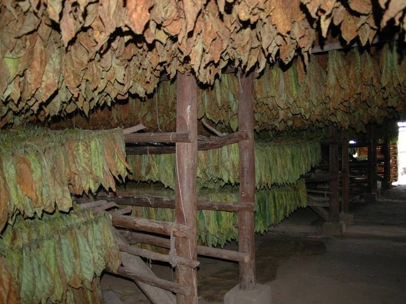 Tobacco leaves hanging in rows inside a curing barn