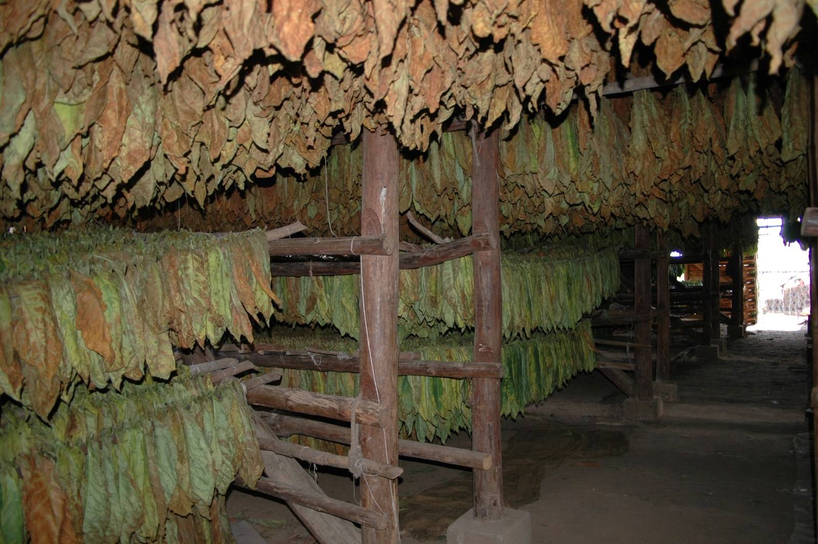 Tobacco leaves hanging in rows inside a curing barn